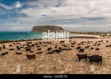 Herde der schwarzen Rinder und die Mutter, Stanley, Tasmanien Stockfoto