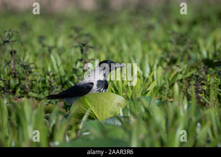 Krähe mit Kapuze (Corvus corone cornix) in einem Wasser Wiese, Donaudelta, Rumänien Stockfoto