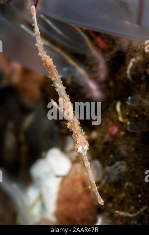 Jugendliche, Geisterfetzenfische, auch als Harlekin Geisterpfeifenfisch bekannt, verzierte Ghost PipefisTulamben, Solenostomus paradoxus, Bali, Indonesien Stockfoto