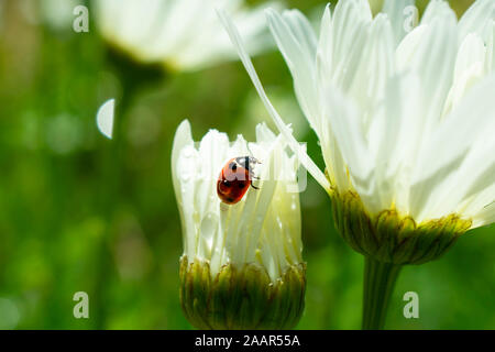 Ein Marienkäfer eine Pause in der Sonne auf einer Daisy. Stockfoto