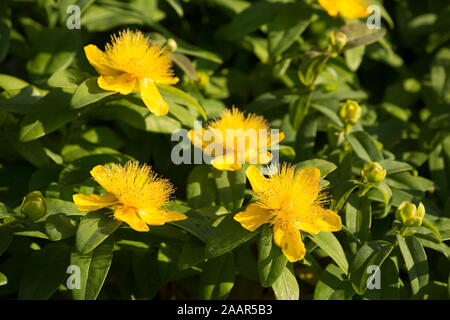 Rose - von - Sharon Blumen, Hypericum calycinum, in einem Garten in Dorset England UK GB wächst. Stockfoto