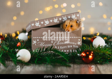 Ein niedliches Haustier hamster den Kopf stossen aus ein Weihnachtsgeschenk, das saß auf Weihnachten Zweigen und Dekorationen im festlichen Tier Foto ist Stockfoto