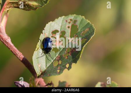 Ein Beispiel für die Erle leaf Beetle, Agelastica alni Alder, auf einem Blatt, Alnus glutinosa. Nach einer Abwesenheit von mehreren Jahrzehnten hat erneut seine etablierte Stockfoto