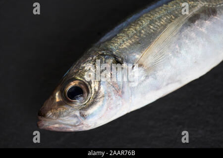 Ein Beispiel für eine scad oder Stöcker, dass Boot angeln gefangen wurde und photograped auf einem dunklen Hintergrund. Scad sind öliger Fisch und eine Quelle von Omega 3 Stockfoto