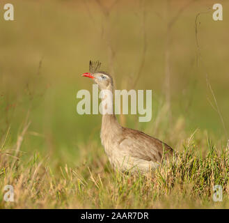 Nahaufnahme eines Red-legged seriema in einer Wiese, Pantanal, Brasilien. Stockfoto