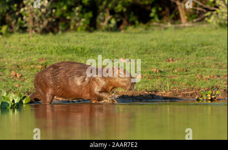 Nahaufnahme eines Capybara zu Fuß im Wasser, Pantanal, Brasilien. Stockfoto