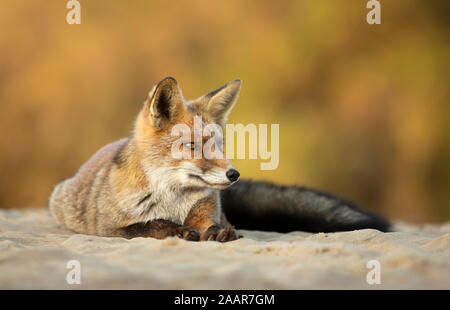 Nahaufnahme eines Red Fox liegen auf Sand, Niederlande. Stockfoto