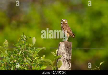 Grabende Eule thront auf einem Zaunpfosten, Pantanal, Brasilien. Stockfoto