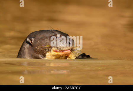 Nahaufnahme eines Riesenotter Fisch essen, Pantanal, Brasilien. Stockfoto