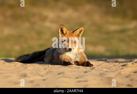 Nahaufnahme eines Red Fox liegen auf Sand, Niederlande. Stockfoto