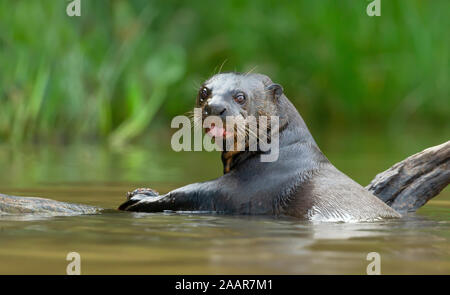 Nahaufnahme eines Riesenotter Fisch essen, Pantanal, Brasilien. Stockfoto