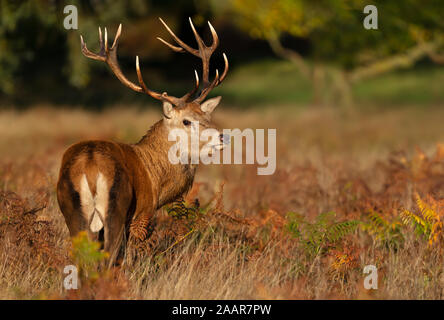 In der Nähe des Red Deer stag bei Sonnenaufgang im Herbst, UK. Stockfoto