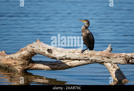 Neotropis Kormoran (Phalacrocorax brasilianus) auf einen umgestürzten Baum, Süd Pantanal, Brasilien thront. Stockfoto