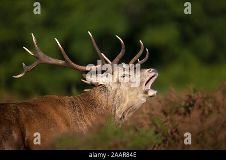 In der Nähe des Red Deer stag Aufruf während der Brunftzeit im Herbst, UK. Stockfoto