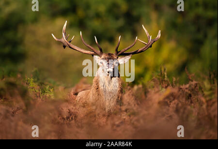 In der Nähe des Red deer Hirsch während der Brunftzeit im Herbst, UK. Stockfoto