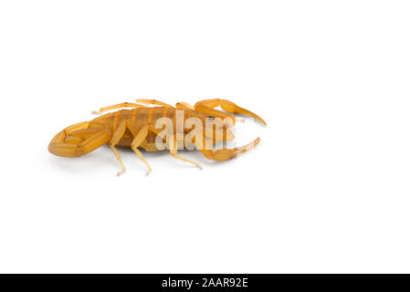 Afrikanische venom Scorpion isoliert auf weißem Hintergrund Stockfoto