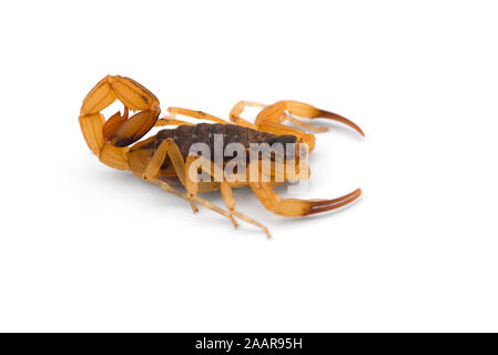 Afrikanische venom Scorpion isoliert auf weißem Hintergrund Stockfoto