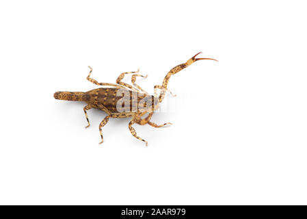 Afrikanische venom Scorpion isoliert auf weißem Hintergrund Stockfoto