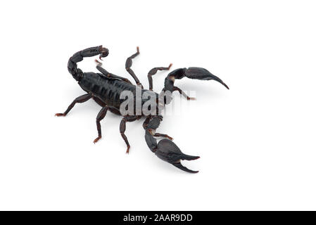 Afrikanische venom Scorpion isoliert auf weißem Hintergrund Stockfoto