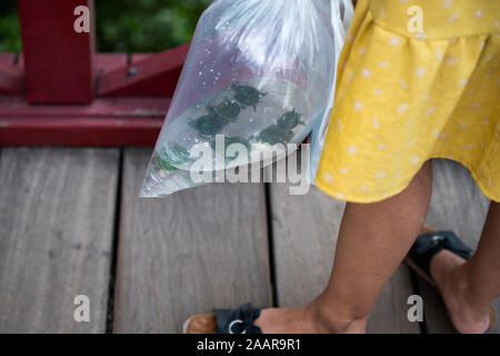 Kleine Schildkröten in einem Beutel bereit an Touristen verkauft werden und in den Hoan Kiem See in einer alten Tradition in Hanoi, Vietnam erfasst Stockfoto