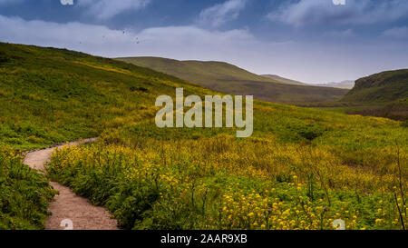 Kehoe Beach Trail Richtung Osten im Frühjahr bei Point Reyes National Seashore, Marin County, USA, mit viel Senf Pflanze Blumen, eine invasive p Stockfoto