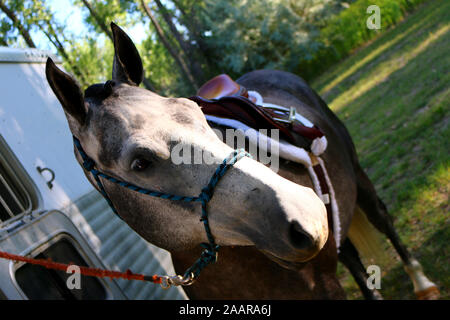 Pferd gebunden zu Anhänger in englischer Sattel Stockfoto