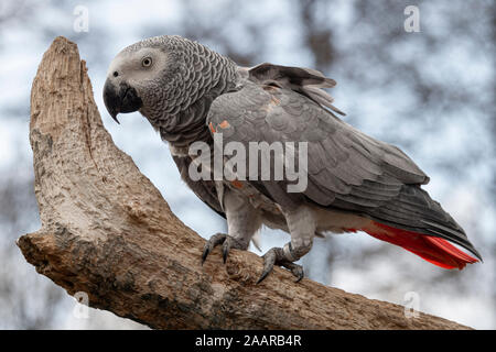Ein grauer Papagei, auch als der Kongo Graupapagei bekannt, Kongo Graupapagei oder Graupapagei auf einem Baumstamm gehockt Stockfoto