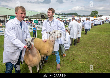 Great Yorkshire Show, Harrogate, Yorkshire, Großbritannien Stockfoto