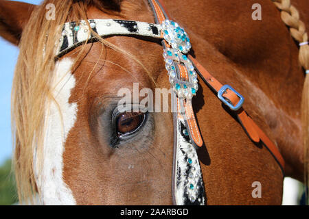 In der Nähe der Horse Eye Stockfoto