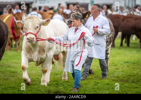 Verschiedene Rassen von Rindern sind rund um das Messegelände der Großen Yorkshire zeigen, bevor Sie urteilen fragte, Harrogate, Yorkshire, Großbritannien Stockfoto