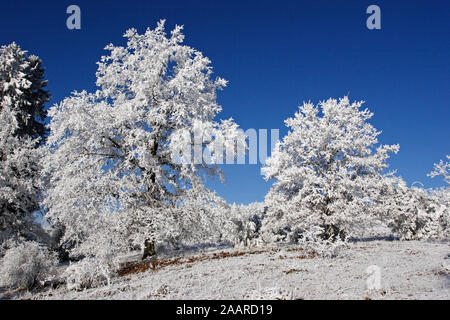 Naturschutzgebiet Dellenhäule im Winter mit Raureif Stockfoto