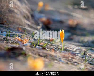 Eine kleine und zarte Gelbe crocus Blume stossen durch den Boden im Januar, genießen die Sonne. Stockfoto