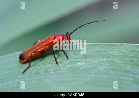 Rotgelber Weichkäfer (Rhagonycha fulva) Stockfoto