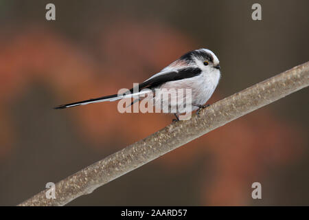 Schwanzmeise, Aegithalos caudatus, Stockfoto