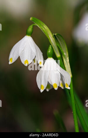 Märzenbecher (Leucojum vernum) Stockfoto