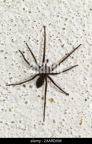 Große Winkelspinne (Tegenaria atrica) Hausspinne Stockfoto