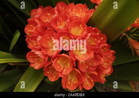 Clivia miniata Auch kaffir Lily oder Bush lily bekannt Stockfoto