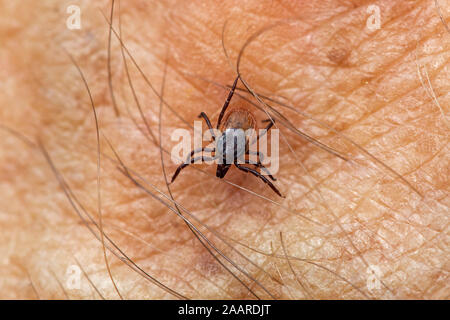 Gemeiner Holzbock (Ixodes ricinus) Zecke Stockfoto