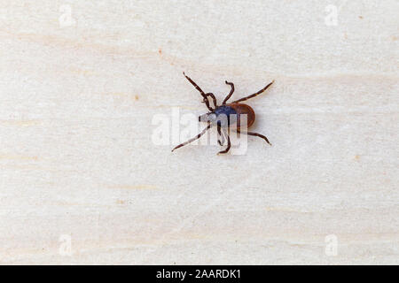 Gemeiner Holzbock (Ixodes ricinus) Zecke Stockfoto