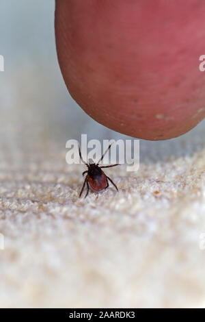 Gemeiner Holzbock (Ixodes ricinus) Zecke Stockfoto