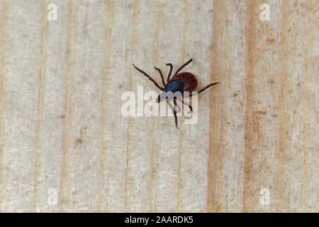 Gemeiner Holzbock (Ixodes ricinus) Zecke Stockfoto