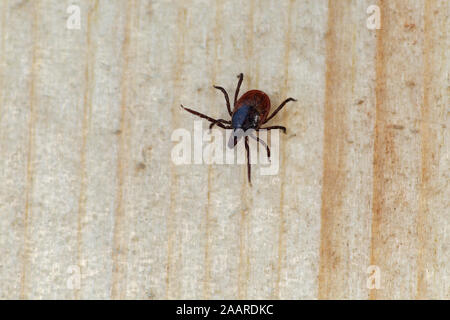 Gemeiner Holzbock (Ixodes ricinus) Zecke Stockfoto