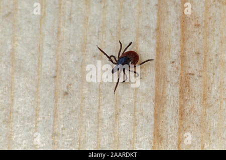 Gemeiner Holzbock (Ixodes ricinus) Zecke Stockfoto