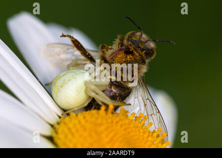 Frisst Honigbiene Krabbenspinne (Misumena vatia) Stockfoto