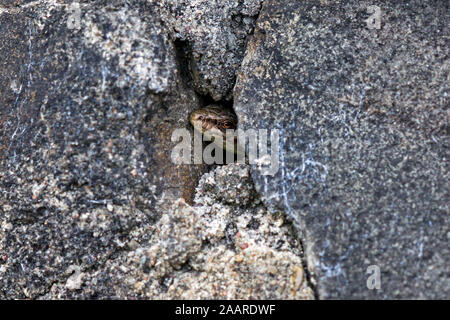 Mauereidechse (Podarcis muralis) Stockfoto