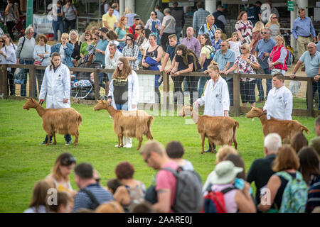 Aussteller halten Sie Ihre Schafe als die Richter ihre Umläufe bilden, die Große Yorkshire zeigen, Harrogate, Yorkshire, Großbritannien Stockfoto