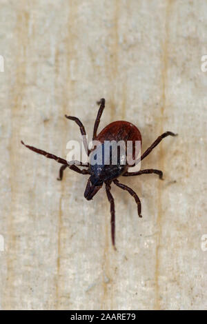 Gemeiner Holzbock (Ixodes ricinus) Zecke Stockfoto