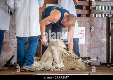 Eine Schafschur Wettbewerb statt, auf der Bühne des großen Yorkshire zeigen, Harrogate, Yorkshire, Großbritannien Stockfoto