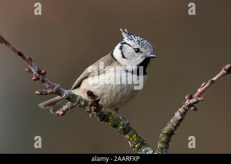 Haubenmeise (parus cristatus) Stockfoto