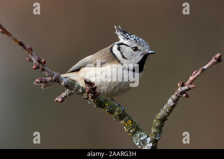 Haubenmeise (parus cristatus) Stockfoto